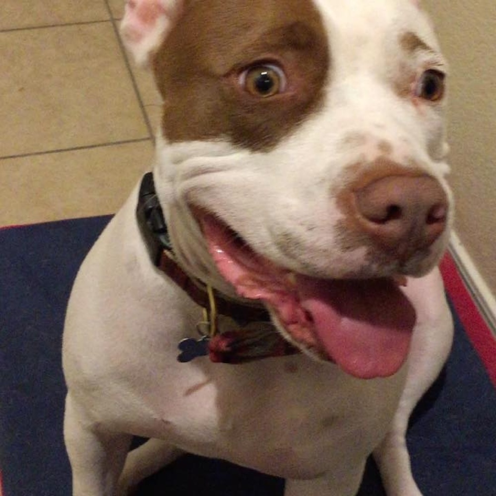 Meet your Posher, Tim